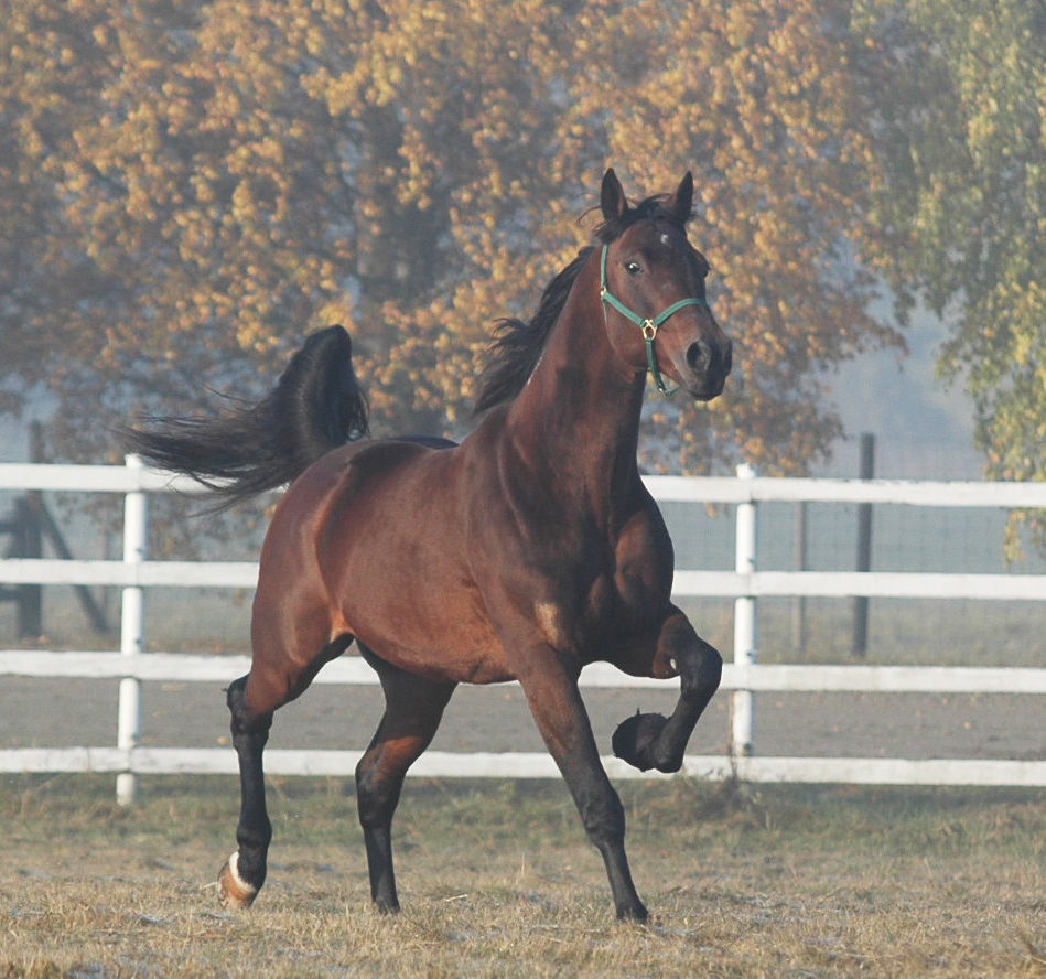 Maharajah, en stolt Elithingst! Foto; A.Lindblom